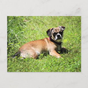 Postal Festiva Molly
