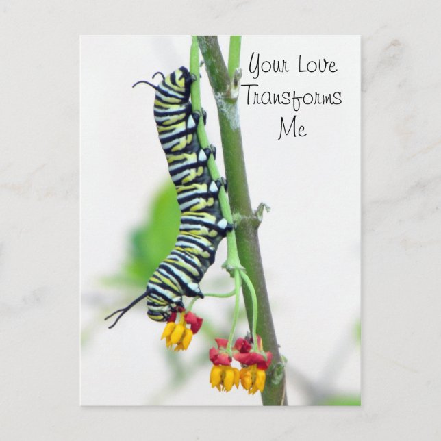 Postal Festiva Monarch Caterpillar Valentcard (Anverso)