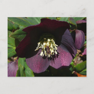 Postal Festiva Morado Rosa de Cuaresma, flor de Pascua