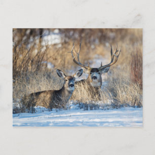 Postal Festiva Mule Deer descansa en una hierba nevada
