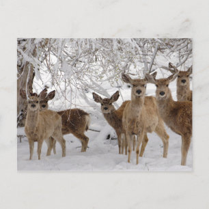 Postal Festiva Mule Deer en la nieve