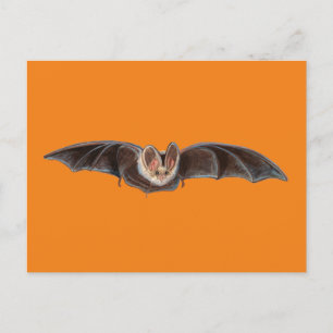 Postal Festiva Murciélago Pipistrellus pipistrellus Ilustración N