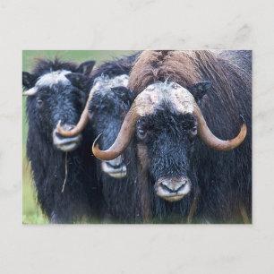 Postal Festiva Muskox Muskoxen, Alaska