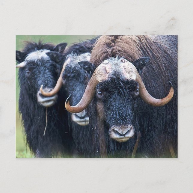 Postal Festiva Muskox Muskoxen, Alaska (Anverso)