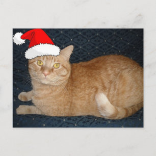 Postal Festiva Naranja de navidades Tabby Cat