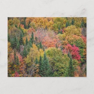 Postal Festiva Naranja Rojo Bush