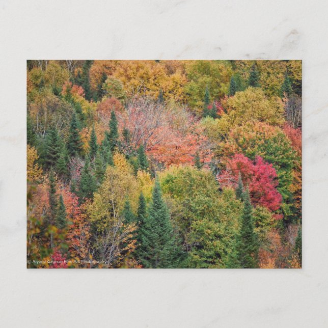 Postal Festiva Naranja Rojo Bush (Anverso)