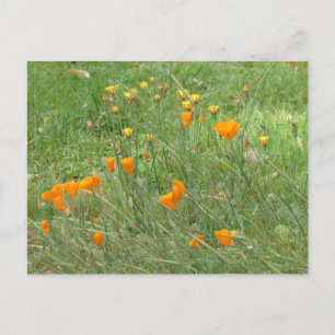 Postal Festiva Naranja y flores silvestres amarillas DIY Postcard