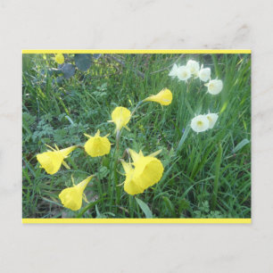Postal Festiva Narcisos Blancos & Amarillos Campanas Árticas Tarj