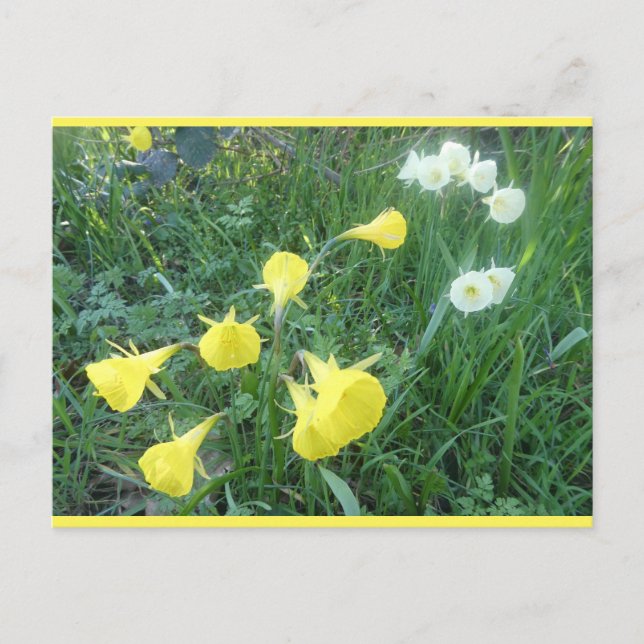Postal Festiva Narcisos Blancos & Amarillos Campanas Árticas Tarj (Anverso)