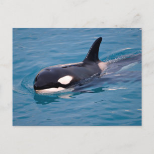 Postal Festiva Natación de ballenas asesina