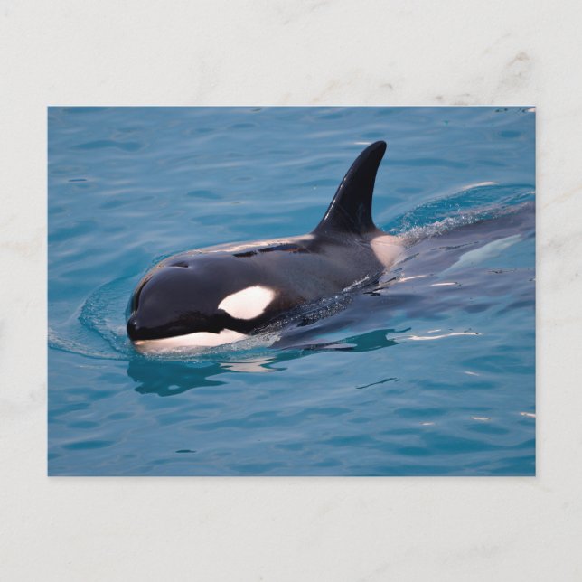 Postal Festiva Natación de ballenas asesina (Anverso)