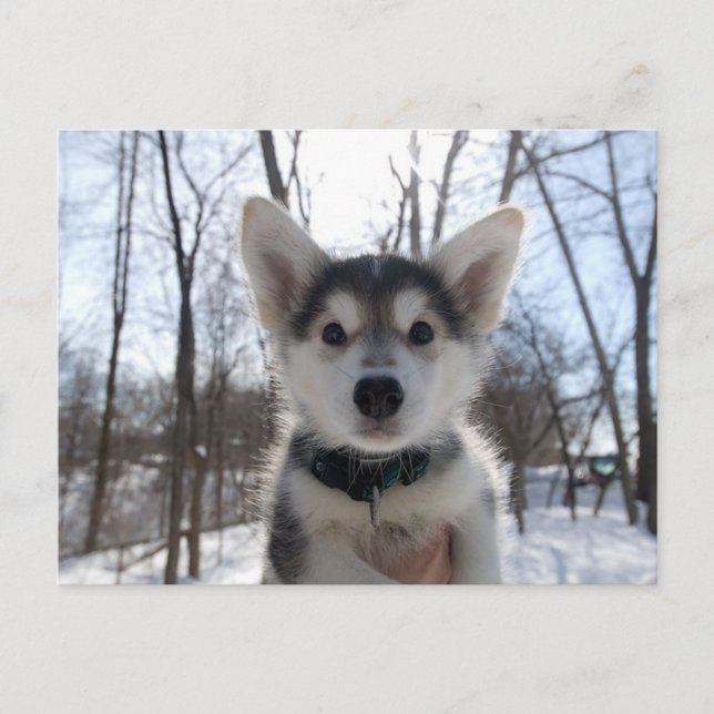 Postal Festiva Navidades (Anverso)