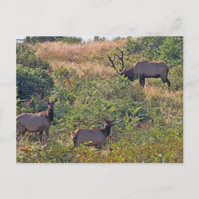 Postal Festiva Navidades ardilla con candy cane (Anverso)