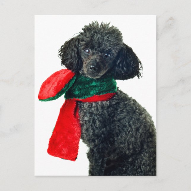 Postal Festiva Navidades Black Toy Poodle Perro Reindeo Red Scarf (Anverso)