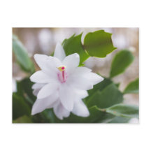 Navidades blancos cactus Schlumbergera Pot Flowers