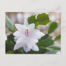 Postal Festiva Navidades blancos cactus Schlumbergera Pot Flowers