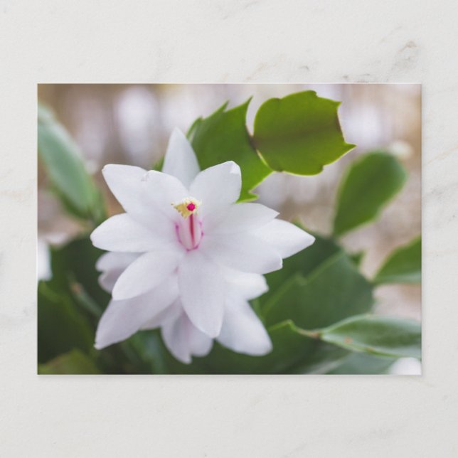 Postal Festiva Navidades blancos cactus Schlumbergera Pot Flowers (Anverso)