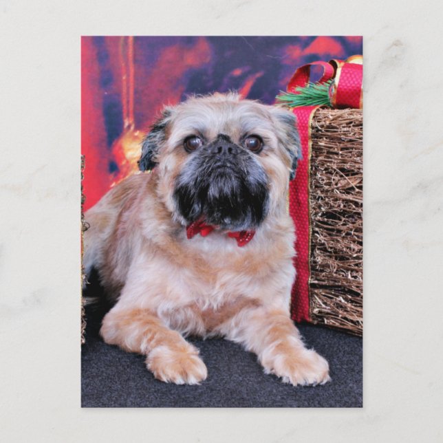 Postal Festiva Navidades - Bruselas Griffon - Oliver (Anverso)