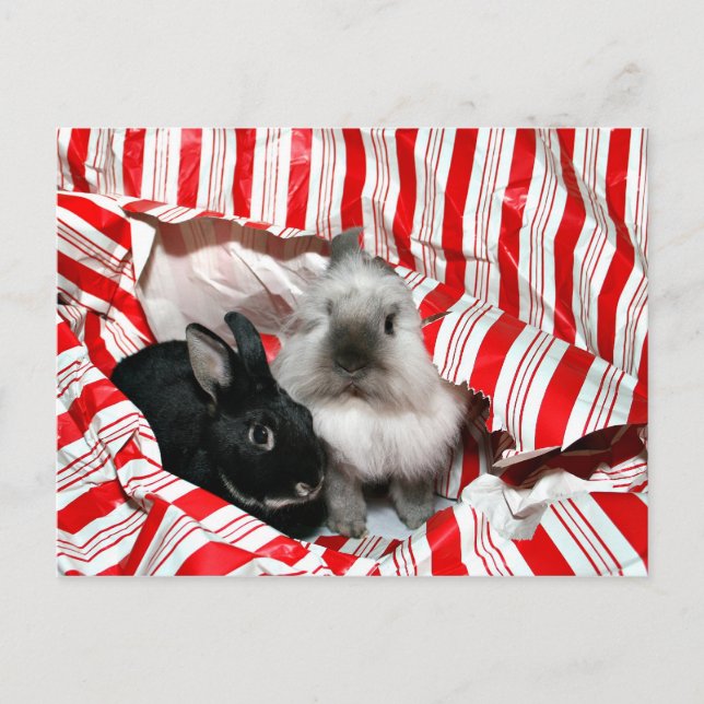 Postal Festiva Navidades bunnies (Anverso)