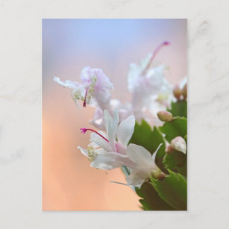Postal Festiva Navidades Cactus