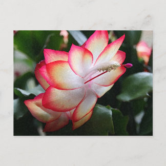 Postal Festiva Navidades Cactus 'Samba Brazil'