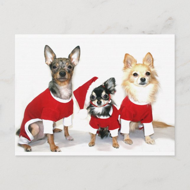 Postal Festiva Navidades Chihuahuas (Anverso)