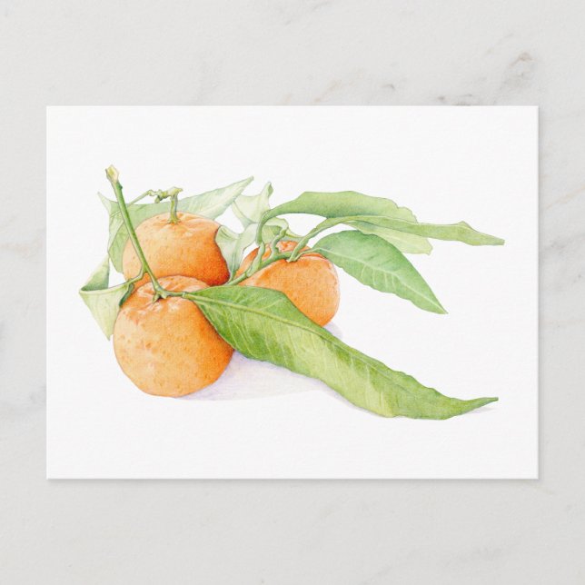 Postal Festiva Navidades Clementines Postcard (Anverso)