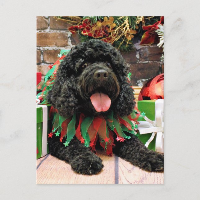 Postal Festiva Navidades - Cockapoo - Sophie (Anverso)