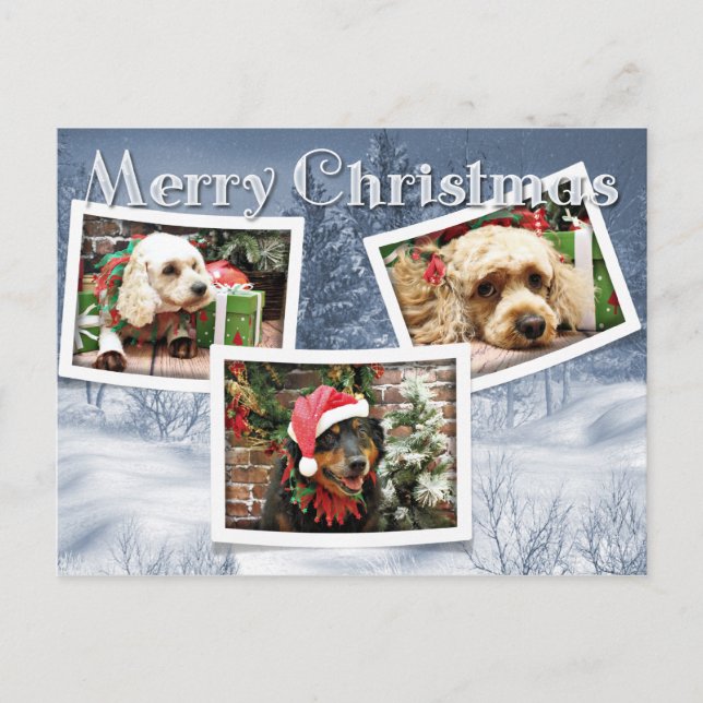 Postal Festiva Navidades - Collie fronterizo - Cockapoo (Anverso)