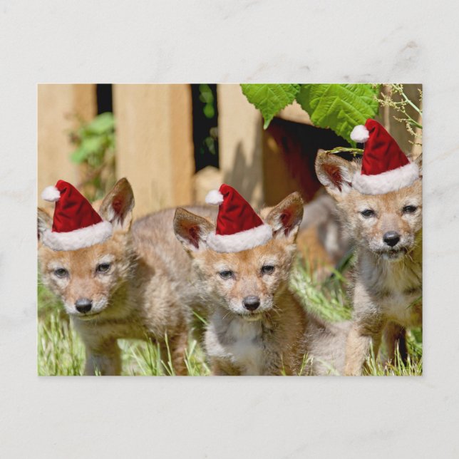 Postal Festiva Navidades Coyote Pups (Anverso)