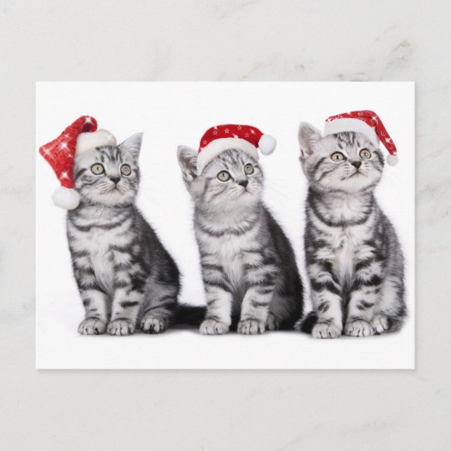 Postal Festiva Navidades Cute Kitten Postcard (Anverso)