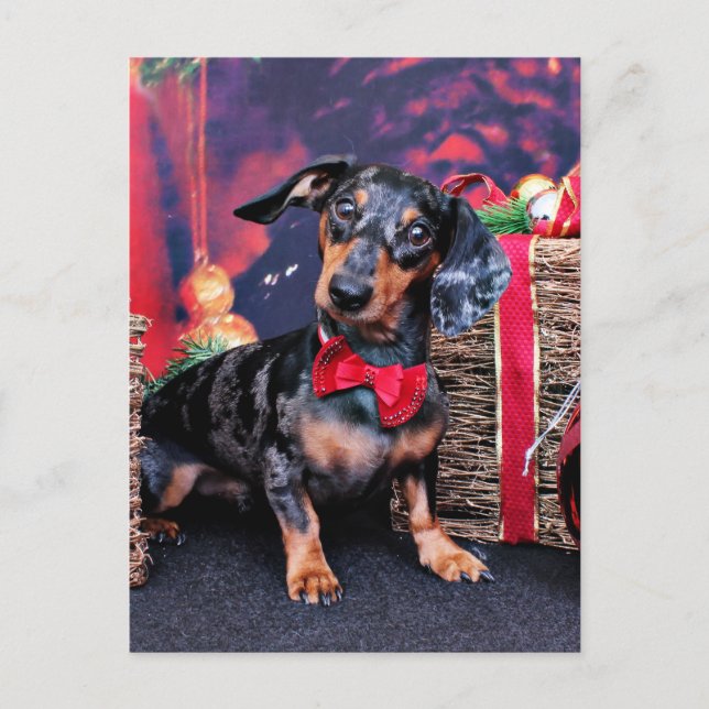 Postal Festiva Navidades - Dachshund - Buddy (Anverso)
