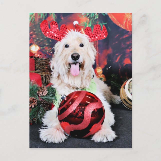 Postal Festiva Navidades - Daisy - Goldendoodle (Anverso)