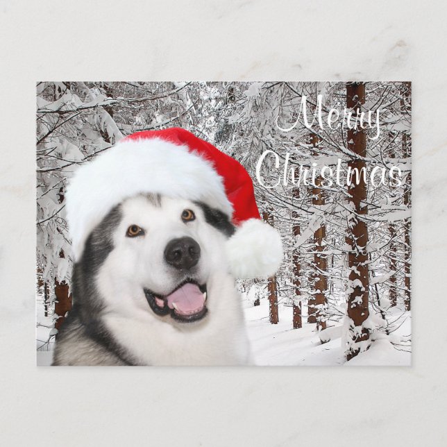 Postal Festiva Navidades de Alaskan Malamute (Anverso)