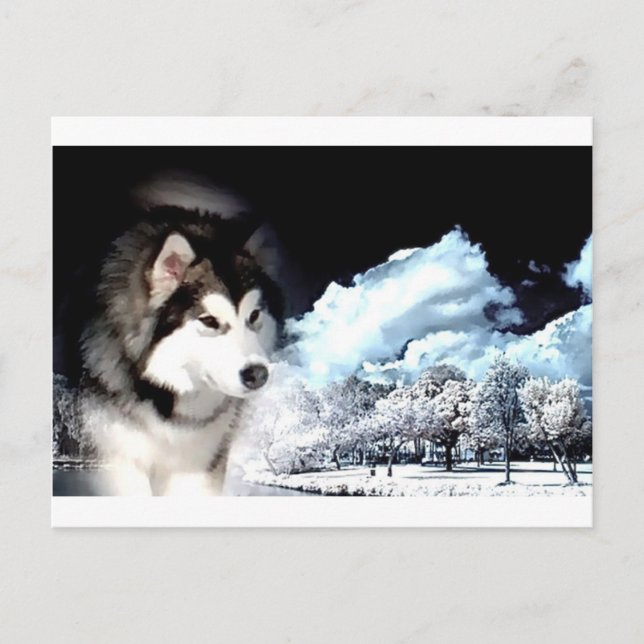 Postal Festiva Navidades de Alaskan Malamute saludan (Anverso)
