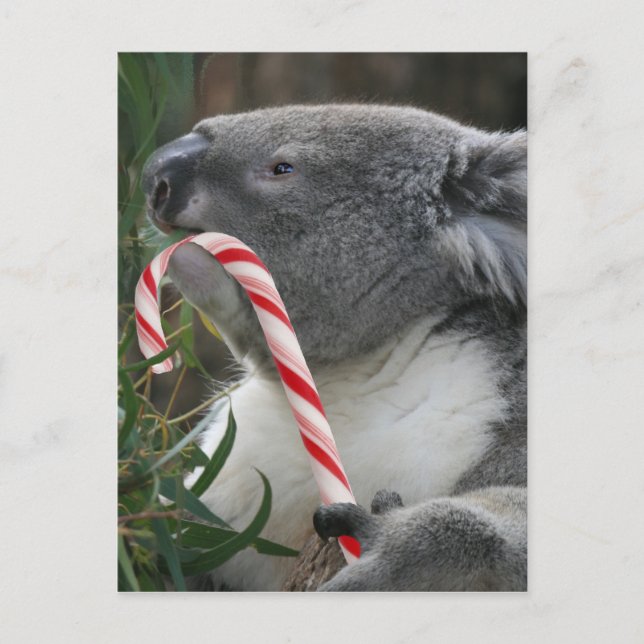 Postal Festiva Navidades de Australia Koala Bear (Anverso)