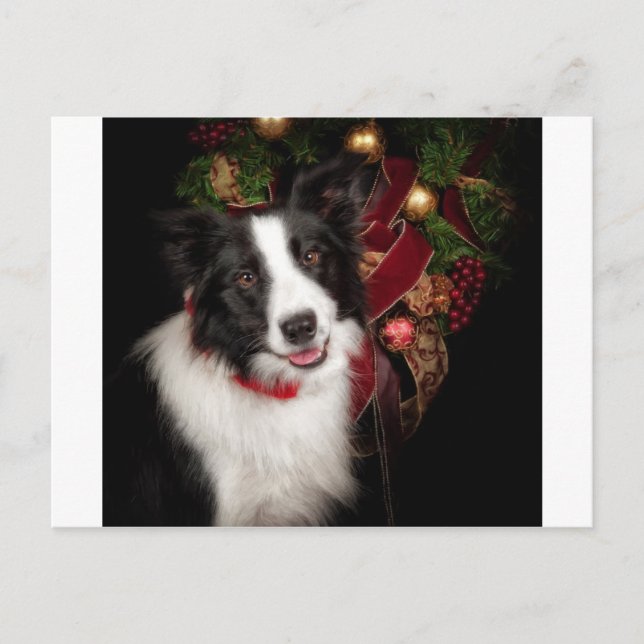 Postal Festiva Navidades de Border Collie (Anverso)