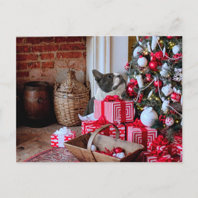 Postal Festiva Navidades de Boston Terrier (Anverso)