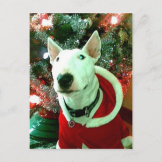 Postal Festiva navidades de bull terrier