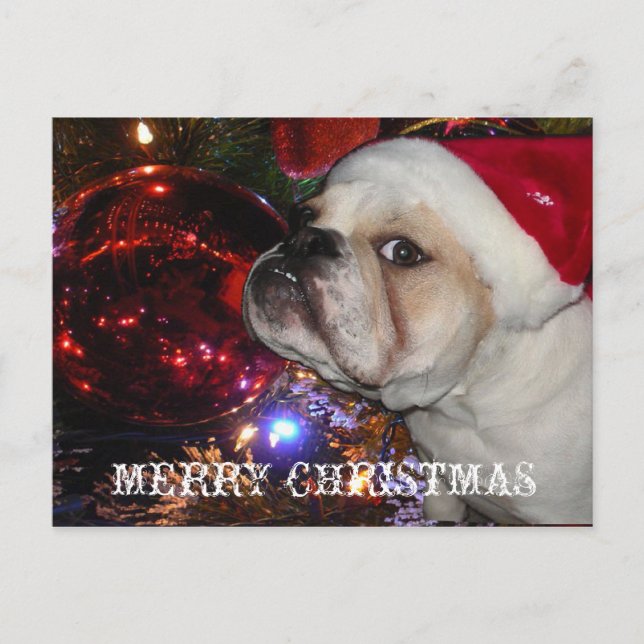 Postal Festiva Navidades de Bulldog de Inglaterra (Anverso)