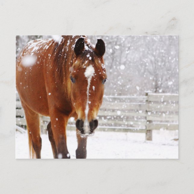 Postal Festiva Navidades de caballos de invierno (Anverso)