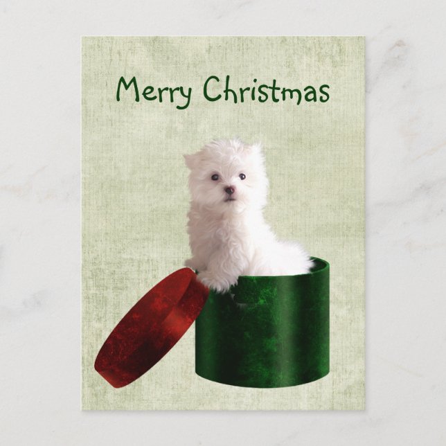 Postal Festiva Navidades de cachorro de Malta (Anverso)