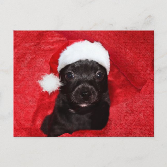 Postal Festiva Navidades de cachorros negros (Anverso)