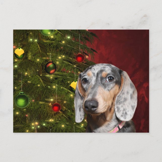 Postal Festiva Navidades de Dachshund (Anverso)