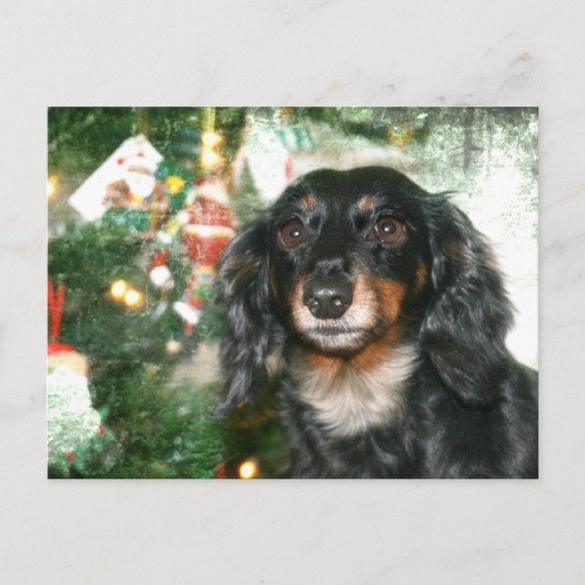Postal Festiva Navidades de Dachshund (Anverso)