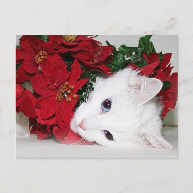 Postal Festiva Navidades de gatitos blancos (Anverso)