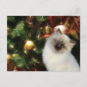 Postal Festiva Navidades de gatitos del Himalaya