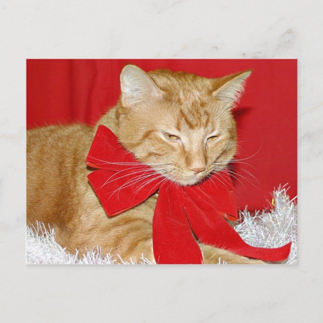 Postal Festiva Navidades de gatos de tabby naranja (Anverso)