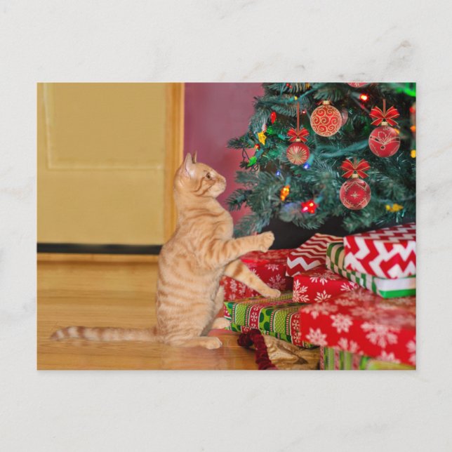 Postal Festiva Navidades de gatos naranja Tabby (Anverso)